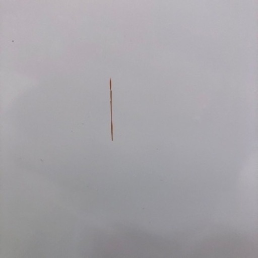 家電 生活家電 洗濯機