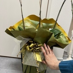 胡蝶蘭　お早めに　3点有りの画像