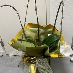 胡蝶蘭　お早めに　3点有りの画像
