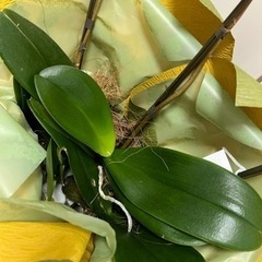 胡蝶蘭　お早めに　3点有りの画像