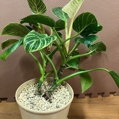 生活雑貨 家庭用品 ガーデニングの画像