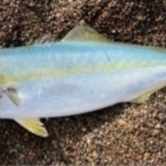 ルアー釣り仲間募集😊 - 江戸川区