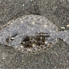 ルアー釣り仲間募集😊 − 東京都