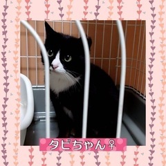 受け付け終了しました　タビちゃん❤️実はミケ！女の子10ヶ月