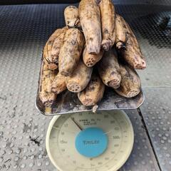 レンコンの這根（はいね）備中