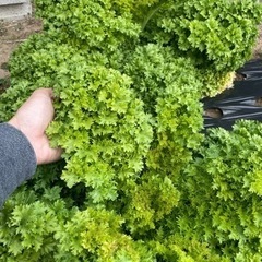 新鮮野菜　とりたて　わさび菜　