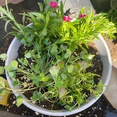 寄せ植え