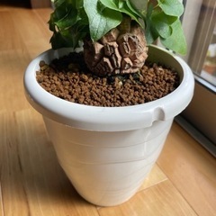 亀甲竜