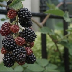 ブラックベリーの苗