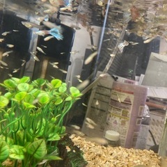 一旦受付締切ますグッピー赤ちゃん　30匹〜50匹位　500円の画像