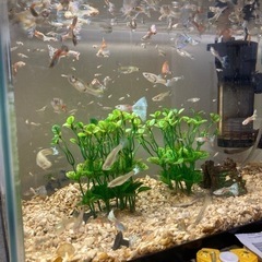 一旦受付締切ますグッピー赤ちゃん　30匹〜50匹位　500円の画像