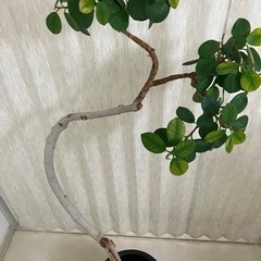 生活雑貨 家庭用品 ガーデニング