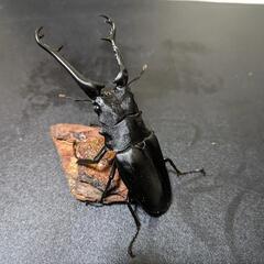 「取引中」ギラファケイスケクワガタ　オス単品