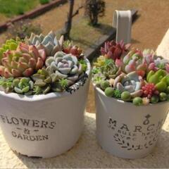 ⭐多肉植物寄せ植えワークショップ⭐