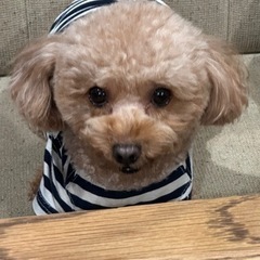橋梁工事の画像