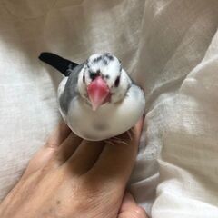 文鳥が好きな女性のオープンチャット　関東限定