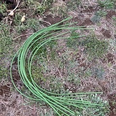 トンネル支柱