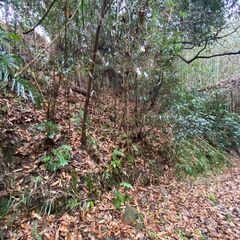 紀の川市平野の山林。もともとの農地 - 紀の川市