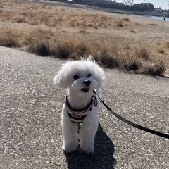 犬友さん - 千葉市
