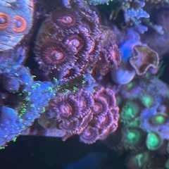 ピンクのマメスナの画像