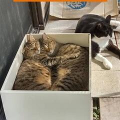 3月アメリカ村　フリーマーケット🫖　出店者募集❗❗