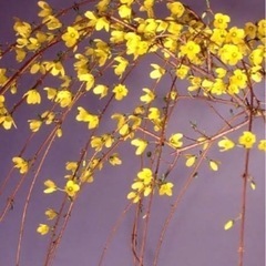 開花値下げ‼︎枝垂れレンギョウ開花始まりました‼︎
