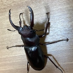 フォルスターフタマタクワガタ原名亜種オス単の画像