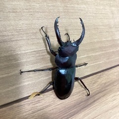 フォルスターフタマタクワガタ原名亜種オス単の画像