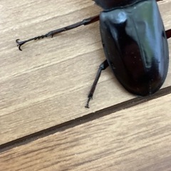 フォルスターフタマタクワガタ原名亜種オス単の画像