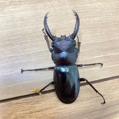 フォルスターフタマタクワガタ原名亜種オス単