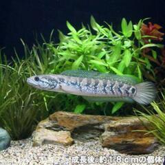 コウタイ(七星魚)