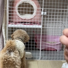 猫用 自作ゲージ 