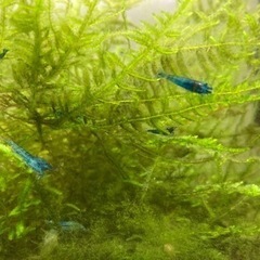 ブルーチェリーシュリンプ　水槽内の生体がある程度減ったら一度受付終了しますの画像