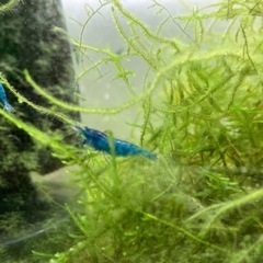 ブルーチェリーシュリンプ　水槽内の生体がある程度減ったら一度受付...
