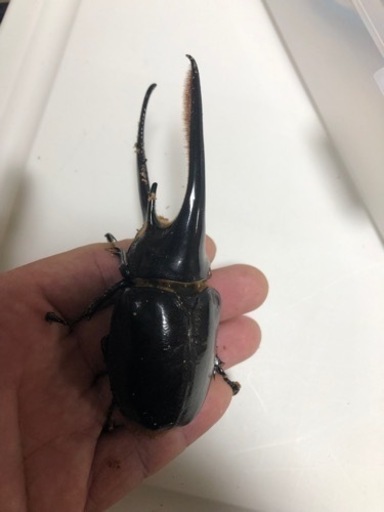ネプチューンオオカブト幼虫8頭セット