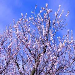 3/10（日）桜ヶ丘駅近くの神社、公園散策とランチ