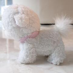 ビションフリーゼオモチャ の画像