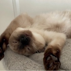 シャム猫風パンくん✨ - 川崎市