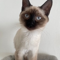 シャム猫風パンくん✨の画像