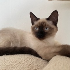 シャム猫風パンくん✨ - 猫