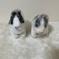 ウサギのぬいぐるみ(リアルな立ちウサギ) 新品