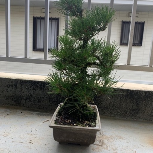 黒松　盆栽