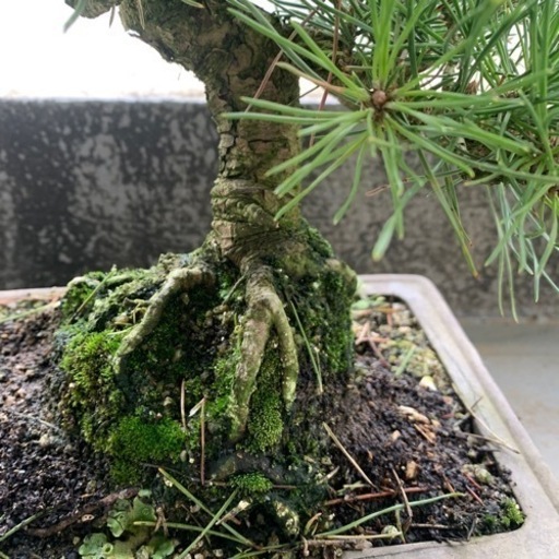 黒松　盆栽