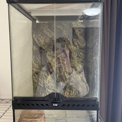 水槽（爬虫類、両生類、昆虫など）