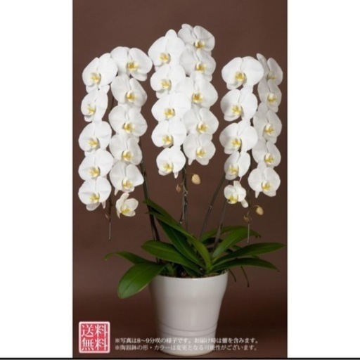 胡蝶蘭