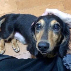 甘えん坊可愛い男の子です