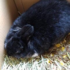 交渉中 うさぎの飼い主募集 - 新潟市