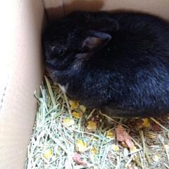 交渉中 うさぎの飼い主募集 - その他