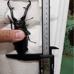 大型血統ギラファノコギリクワガタ幼虫