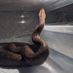 コロンビアレインボーボア